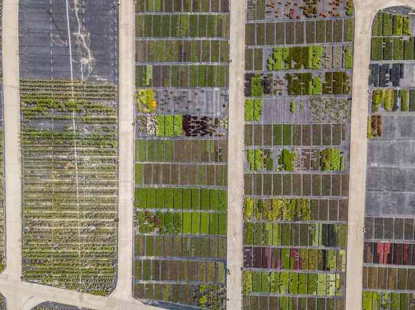 Vista Aérea Hileras Plantas Jóvenes Cultivadas Vivero Plantas —  Fotos de Stock