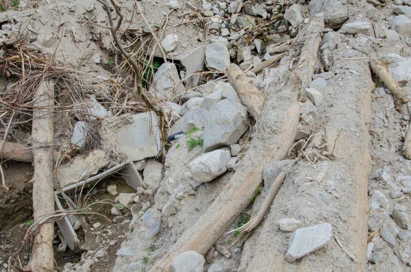 Lkbaharda Ormanda Ölü Bitkiler — Stok fotoğraf