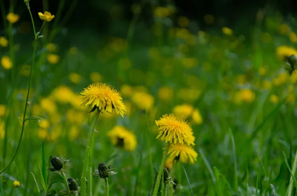 Κίτρινο Λουλούδι Πικραλίδα Την Άνοιξη Καταπράσινο Λιβάδι — Φωτογραφία Αρχείου