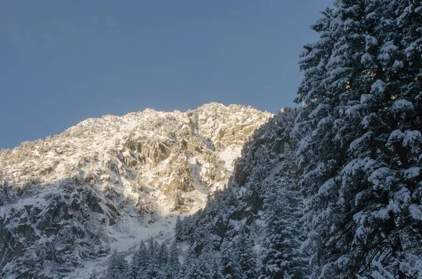 Vista Aérea Abetos Paisaje Invernal Cubierto Nieve —  Fotos de Stock