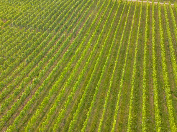 Veduta Generale Del Settore Agricolo Europa — Foto Stock