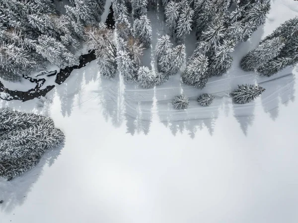 Vista Aérea Abetos Cubiertos Nieve —  Fotos de Stock