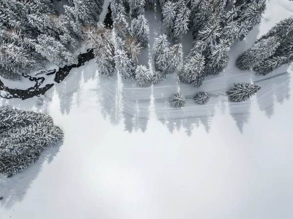 Luftaufnahme Von Schneebedeckten Tannen — Stockfoto