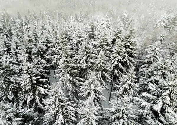 雪の中でモミの木の空中ビュー屋根付きの冬の風景 — ストック写真