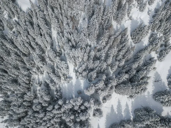 雪に覆われたモミの木の空中風景 — ストック写真