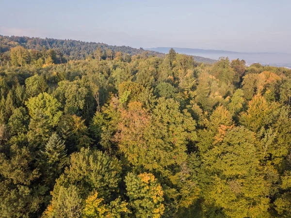 Veduta Aerea Degli Alberi Gialli Autunno — Foto Stock