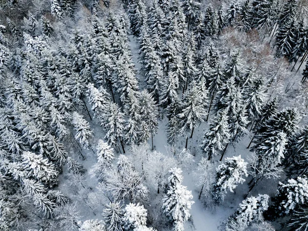 Vista Aérea Abetos Paisaje Invernal Cubierto Nieve — Foto de Stock