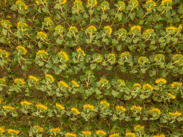 Luftaufnahme Eines Sonnenblumenfeldes Der Schweiz Viele Pflanzen Auf Landwirtschaftlichem Feld — Stockfoto