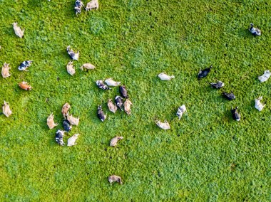 İsviçre 'deki yeşil çayır üzerindeki sığır sürüsünün havadan görünüşü