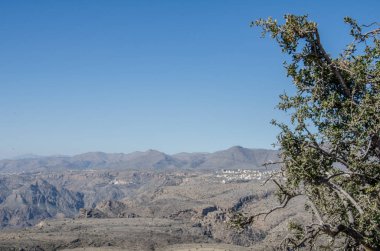 Umman 'daki Sayq platosunda çalılar ön planda.