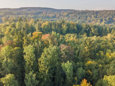 Sonbaharda sarı ağaçlarının havadan görünümü