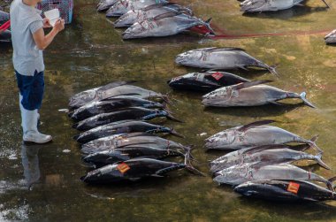 Japon balık pazarına ton balıklı genel bakış.