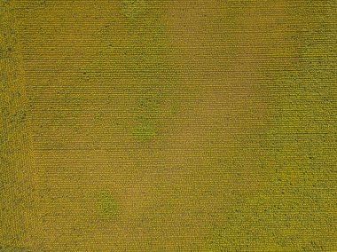 İsviçre 'deki ayçiçeği tarlasının havadan görünüşü. Tarım alanında bir sürü bitki var..