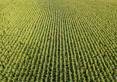 Mısır tarlasının hava görüntüsü