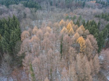 Aerial view of trees covered with hoarfrost on cold winter day. Beautiful patterns of branches.