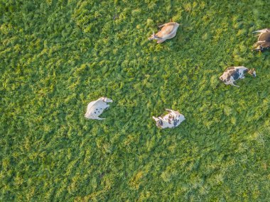 İsviçre 'deki yeşil çayır üzerindeki sığır sürüsünün havadan görünüşü