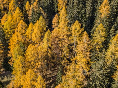 Sonbaharda sarı ağaçlarının havadan görünümü