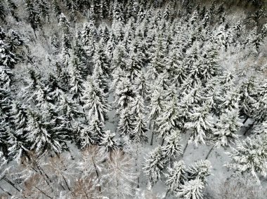 Kardaki köknar ağaçlarının hava manzarası kışı kaplamıştı.
