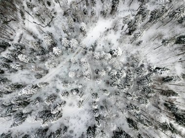 Kardaki köknar ağaçlarının hava manzarası kışı kaplamıştı.