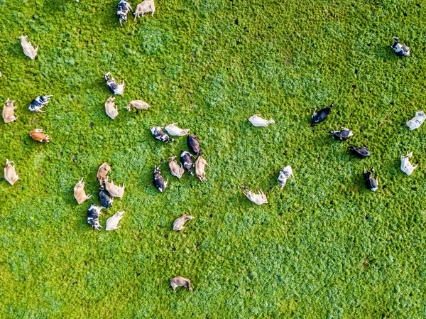 Letecký Pohled Stádo Skotu Zelené Louce Švýcarsku — Stock fotografie