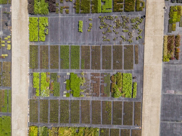 植物苗圃栽培幼苗行的空中景观 — 图库照片