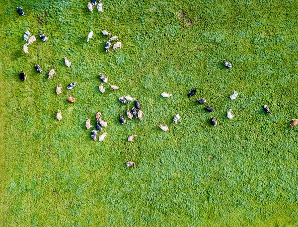 Widok Lotu Ptaka Stado Bydła Zielonej Łące Szwajcarii — Zdjęcie stockowe