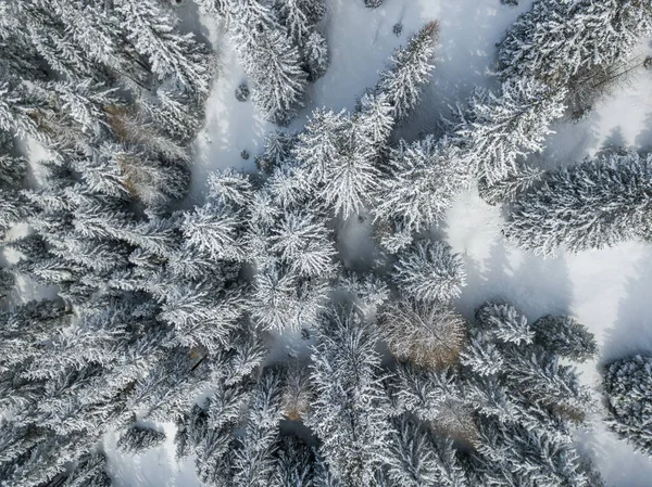 Vista Aérea Abetos Cubiertos Nieve —  Fotos de Stock