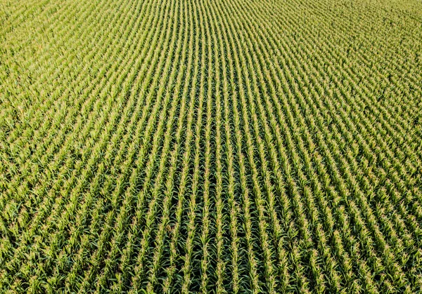 Pemandangan Udara Dari Ladang Jagung — Stok Foto