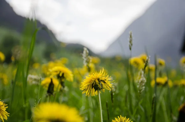 Flor Diente León Amarillo Primavera Exuberante Campo Verde — Foto de Stock