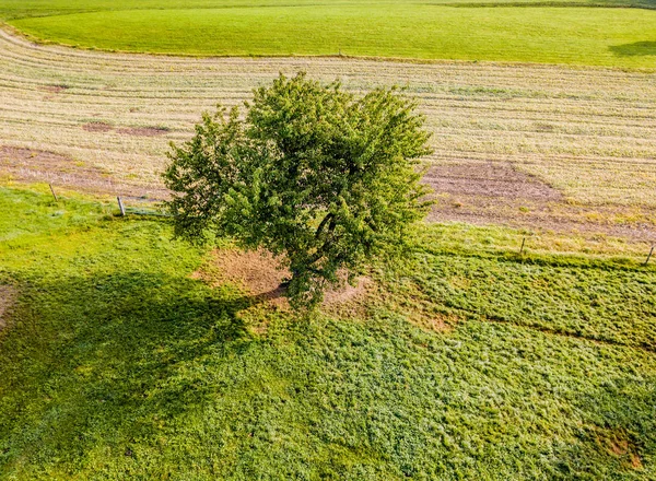 Vedere Aeriană Unui Singur Copac Teren Agricol — Fotografie de stoc gratuită