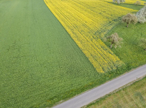 Aerial View Trees Rapeseed Field Switzerland Road — 스톡 사진