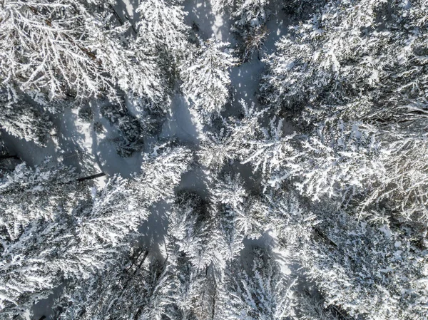 Vista Aérea Abetos Cobertos Neve — Fotografia de Stock