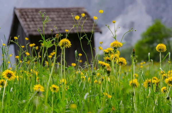 Yellow Dandelion Flower Spring Lush Green Field — Stock Photo, Image
