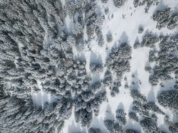 Vista Aérea Abetos Cubiertos Nieve — Foto de Stock