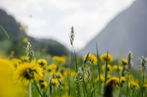 Gul Maskros Blomma Våren Frodig Grön Fält — Stockfoto