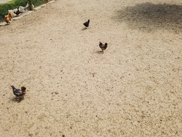 Overhead View Chicken Hens Enclosure Brown Earth Underground — ストック写真