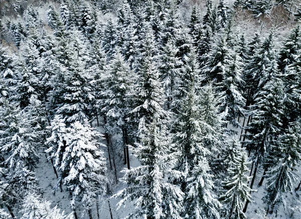 Widok Lotu Ptaka Jodły Pokrytym Śniegiem Zimowym Krajobrazie — Zdjęcie stockowe