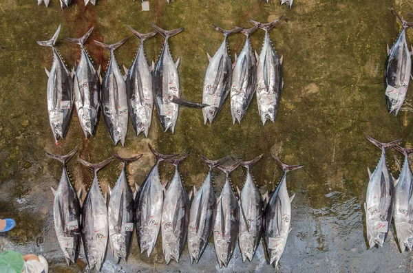 マグロで日本の魚市場を俯瞰 — ストック写真