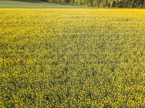 Vista Aérea Campo Colza Amarelo Luz Noite Suíça — Fotografia de Stock