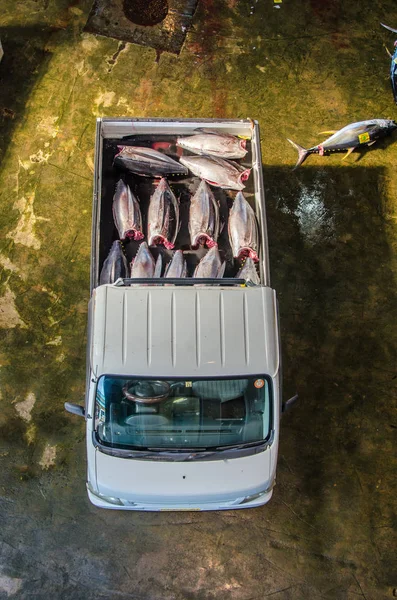 运载新捕获的金枪鱼的货车的俯瞰图 — 图库照片