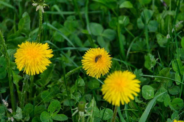 Žlutá Pampeliška Včelím Opylováním Jaře — Stock fotografie
