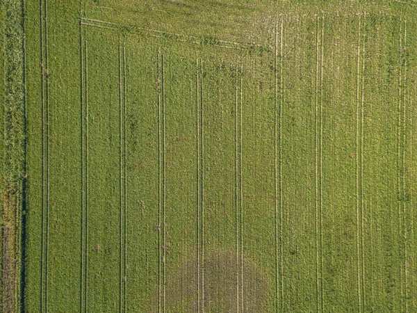 Aerial view of farmland field of green corn with tractor