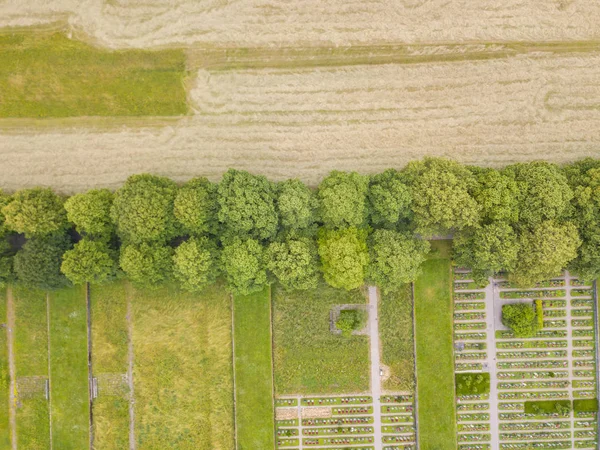 Vue Aérienne Des Arbres Sur Prairie Verte — Photo