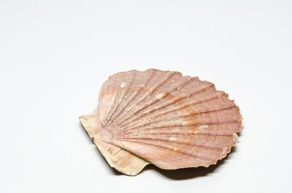 Shell Object White Background — Stock Photo, Image