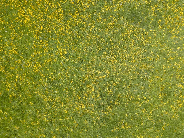 Karahindiba Tarlasının Havadan Görünüşü Çiçekler Açıyor — Stok fotoğraf