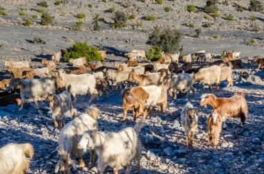 Umman 'da dağlarda yürüyen keçi sürüsü.