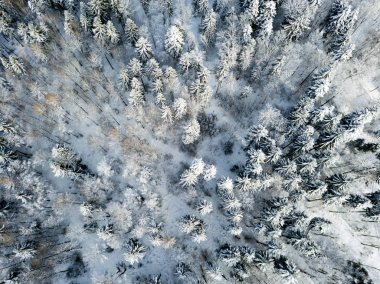 Kardaki köknar ağaçlarının hava manzarası kışı kaplamıştı.