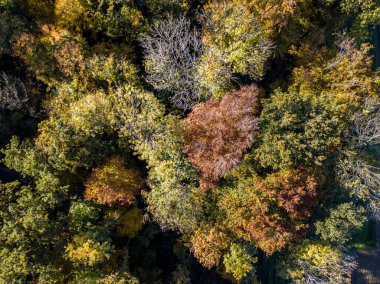 Sonbaharda sarı ağaçlarının havadan görünümü