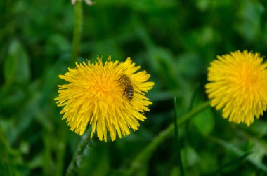 Sarı karahindiba çiçeği ve baharda döllenen arı
