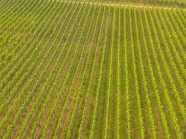 Mısır tarlasının hava görüntüsü